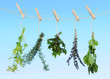 Herbs Hanging on a Rope to Dry in the Sun, Blue Sky Background