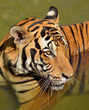 tigre