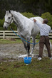 horse grooming horse grooming