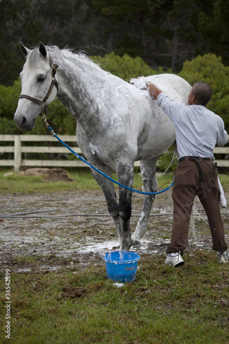 Photo: horse grooming horse grooming