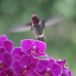 hummingbird in purple orchids hummingbird in purple orchids