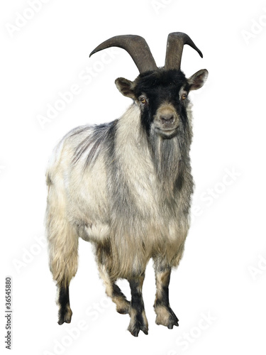 Photo: goat. Isolated over white goat. Isolated over white