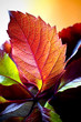 Autumn leaves.