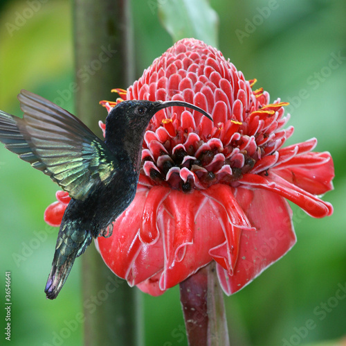 Foto: Colibri Colibri