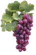 red wine grape, isolated