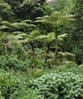 rain forest vegetation in Africa