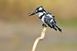 Pied Kingfisher (Ceryle rudis) with fish