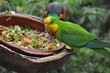 parrot at lunch parrot at lunch