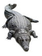 Crocodile isolated on white background with shadows