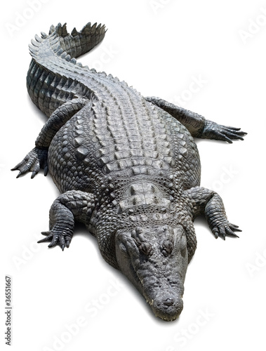 Photo: Crocodile isolated on white background with shadows Crocodile isolated on white background with shadows