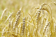 wheat