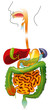 système digestif humain