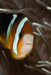 Showing teeth