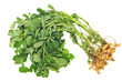 Whole Groundnut  Plants With Nuts Attached