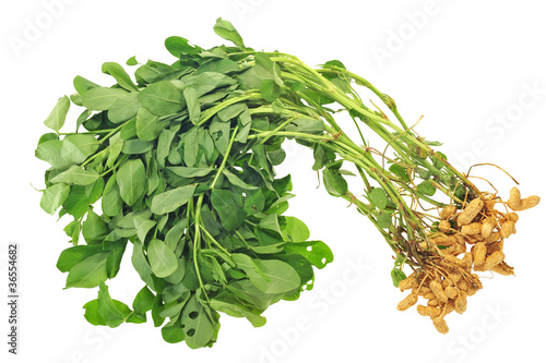 Foto: Whole Groundnut Plants With Nuts Attached Whole Groundnut Plants With Nuts Attached