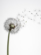 Close up of dandelion spores blowing away