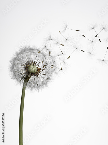Photo: Close up of dandelion spores blowing away Close up of dandelion spores blowing away