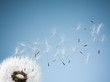 Close up of dandelion spores blowing away
