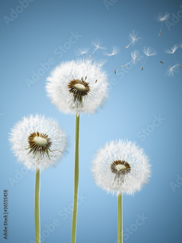 Foto: Close up of dandelion spores blowing away Close up of dandelion spores blowing away
