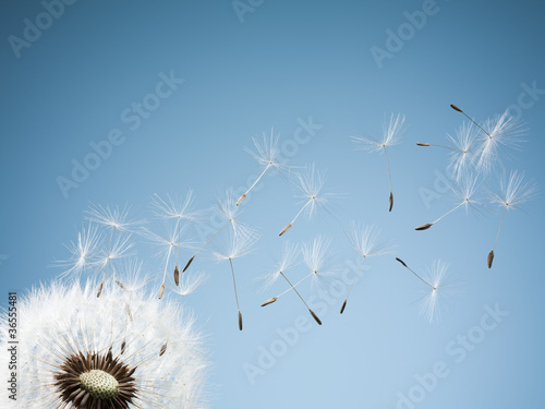 Photo: Close up of dandelion spores blowing away Close up of dandelion spores blowing away