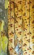 ripped wallpaper