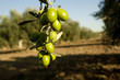 Olive branch