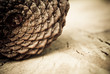 pinecone