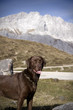 Jagdhund im Gebirge