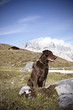 Jagdhund im Gebirge