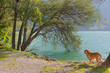 Dog at the lake