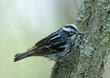 Black-and-white Warbler