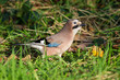 Jay (Garrulus glandarius) Jay (Garrulus glandarius)