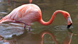 pink flamingo