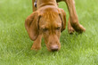 Vizsla dog sniffing the grass Vizsla dog sniffing the grass