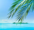 View Palm Wallpaper View Palm Wallpaper