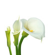 arum blanc