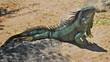 iguane1