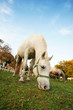 Lipizzan horse grazing Lipizzan horse grazing