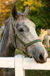Lipizzan horse Lipizzan horse