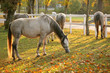 Lipizzan horses grazing Lipizzan horses grazing