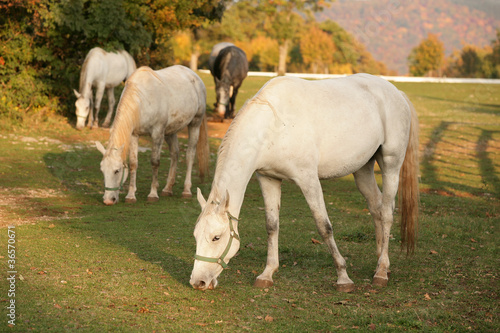 Photo: Lipizzan horses grazing Lipizzan horses grazing