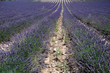 Lavender field, Provence