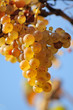 White grapes
