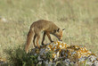 Volpe,vulpes vulpes,Red Fox