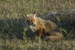 Volpe,vulpes vulpes