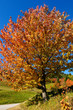 Red tree in autumn, Alps, Italy