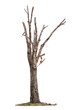 Tree on white background