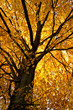 Herbstbaum