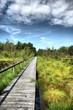 Moorweg Undeloh HDR