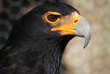 aigle_rapace